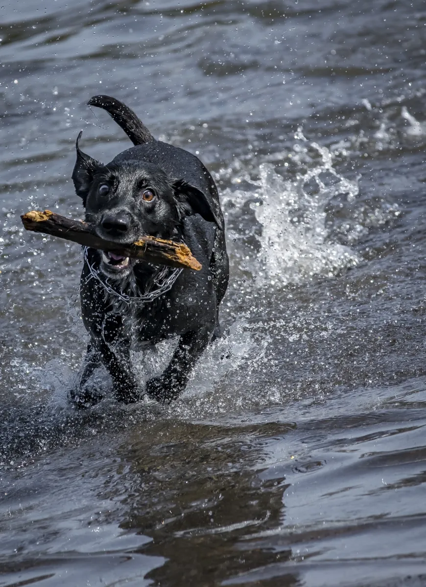 Black dog running through shallow water with a stick